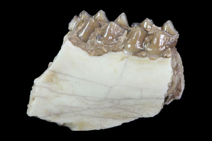 Oligocene Ruminant (Leptomeryx) Jaw Section #70084